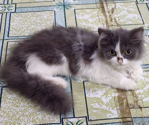 Persian Cat Male